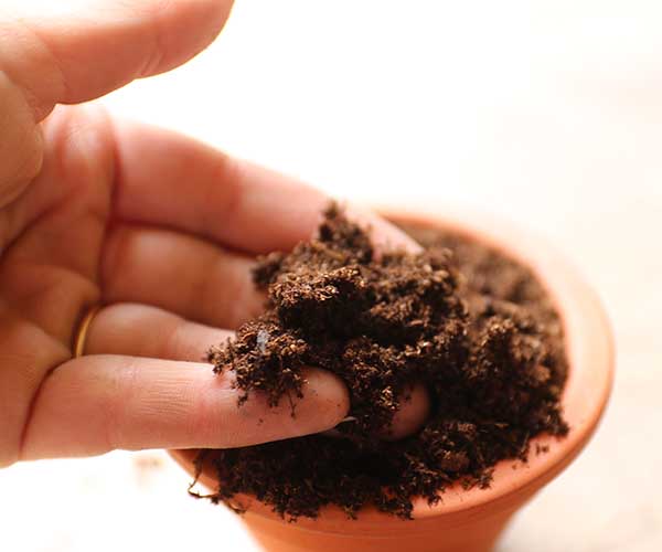 soil for terrarium