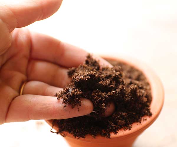 terrarium peat soil