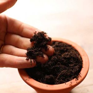 terrarium soil