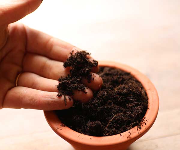 House Plant Soil Suitable for Terrariums