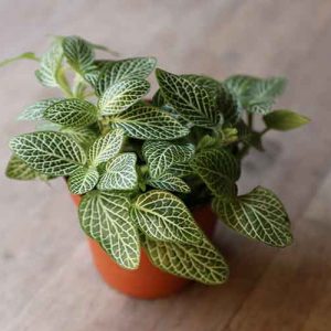 nerve plant fittonia