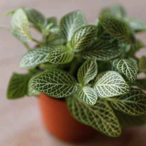 mini nerve plant fittonia