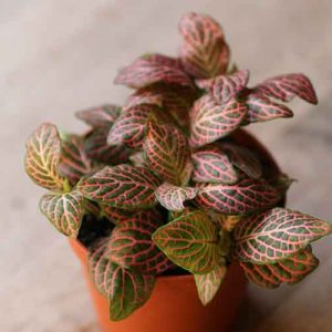 pink fittonia nerve plant