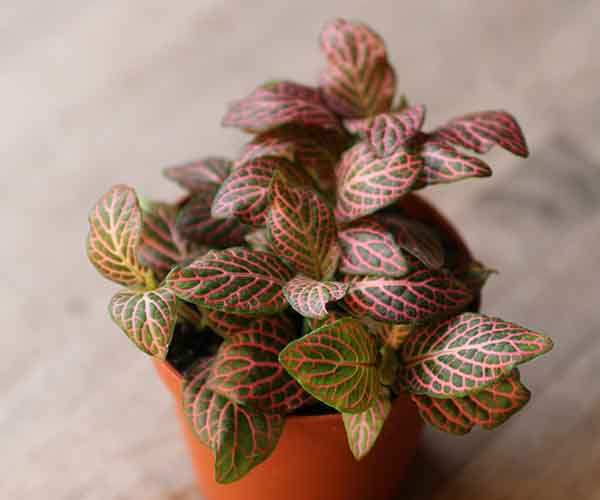 pink fittonia nerve plant