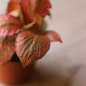 small red nerve plant