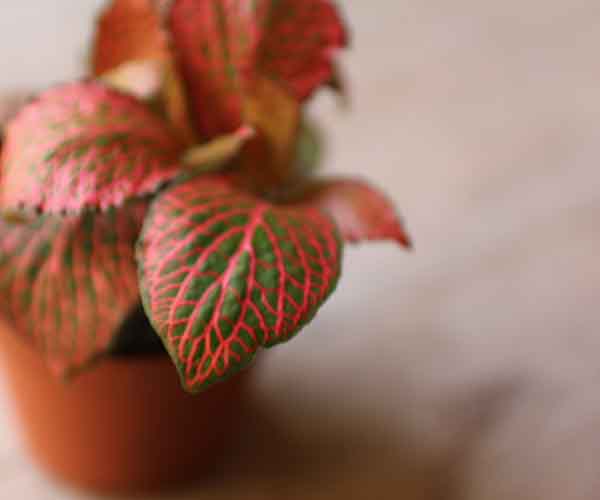 red fittonia terrarium plant
