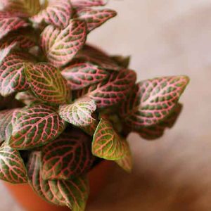 pink fittonia plant