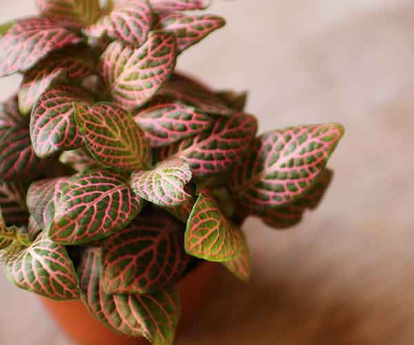 pink fittonia plant
