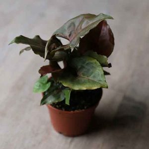 mini chocolate syngonium