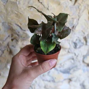 small arrowhead plant online