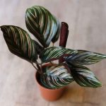 small calathea ornata