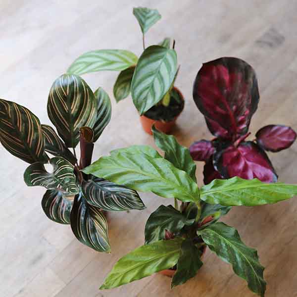 calathea house plant