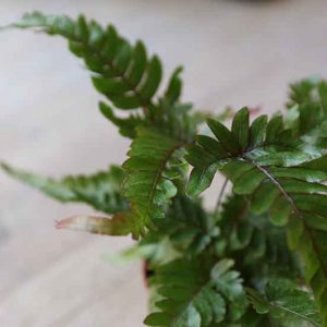 fern for terrarium