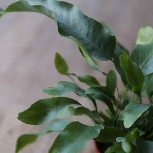 fern house plant for sale online