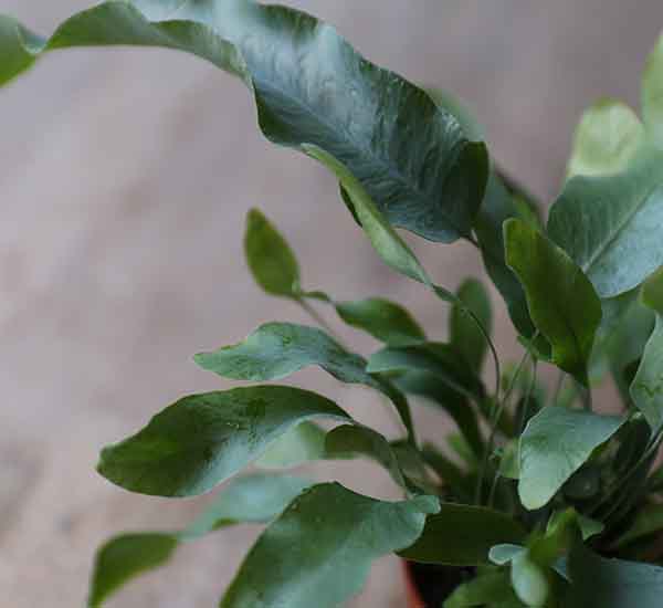 fern house plant for sale online