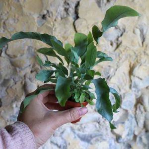 Blue Star Fern Phlebodium Aureum