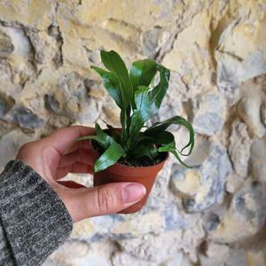baby houseplant fern
