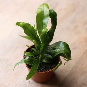 baby fern house plant