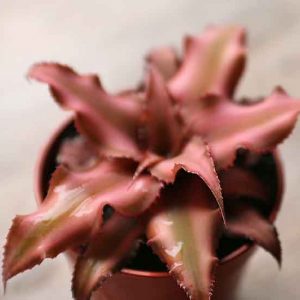 small earth star pale pink