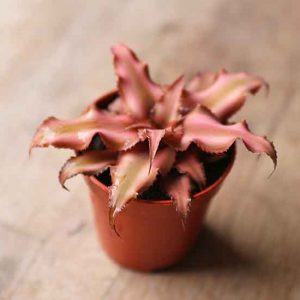 small bromeliad plant earth star