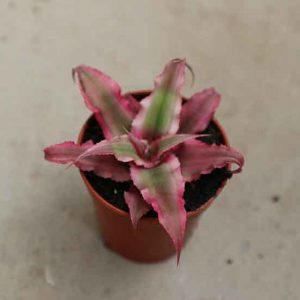 Cryptanthus Bivittatus