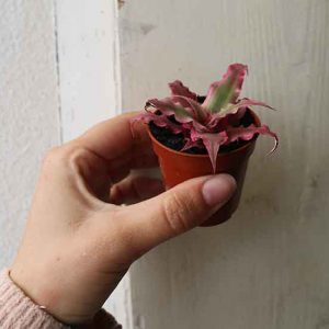 Pink Terrarium Plant