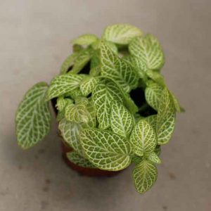 baby house plants for sale uk