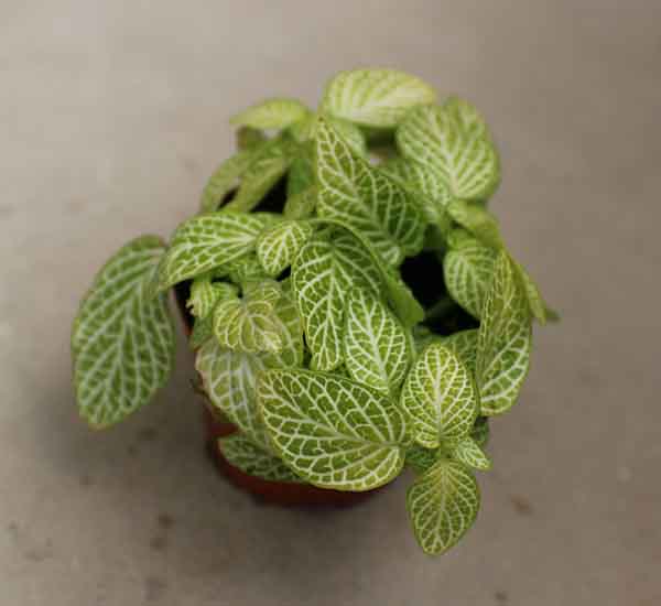 baby house plants for sale uk