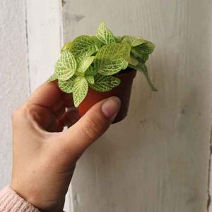 pale green fittonia plant