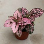 baby plant in pink