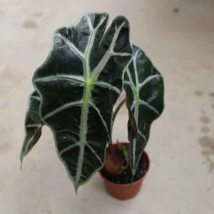 buy elephant ear plant