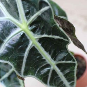 small alocasia for sale