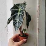 Baby Elephant Ear Plant Alocasia Curly Bambino