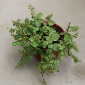 unusual string of turtles house plant