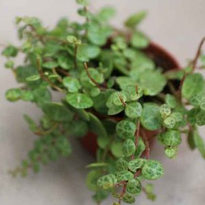 Mini String of Turtles Peperomia Prostrata