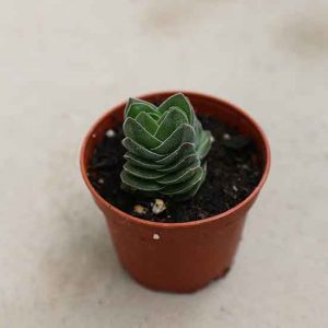 Mini Buddha's Temple Crassula