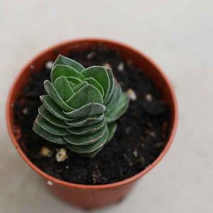 Buy succulents online