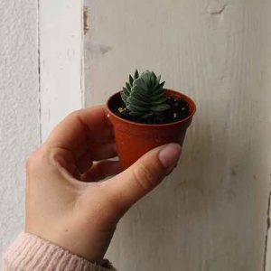 mini house plant