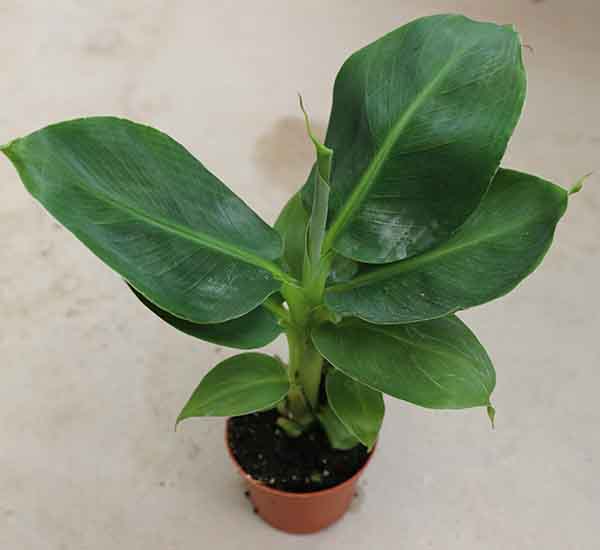 tropical banana plant
