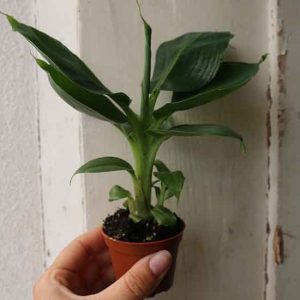 small banana plant