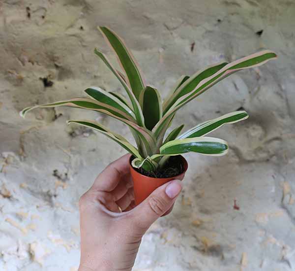 mini bromeliad plant
