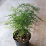 buy baby asparagus fern