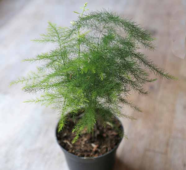 Small Asparagus Fern The Perfect Terrarium Plant