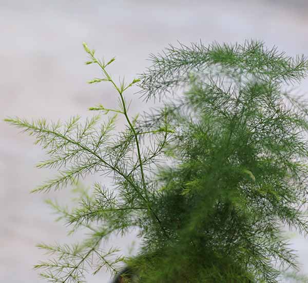 How To Care For Your Asparagus Fern (Asparagus Setaceus Plumosus)