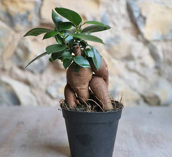 beautiful bonsai house plant