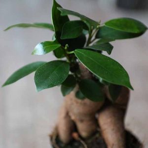 ficus ginseng for terrarium