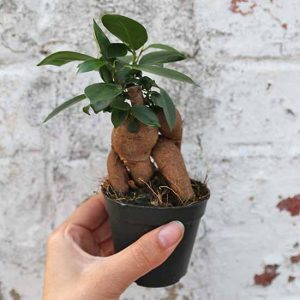 ficus ginseng bonsai