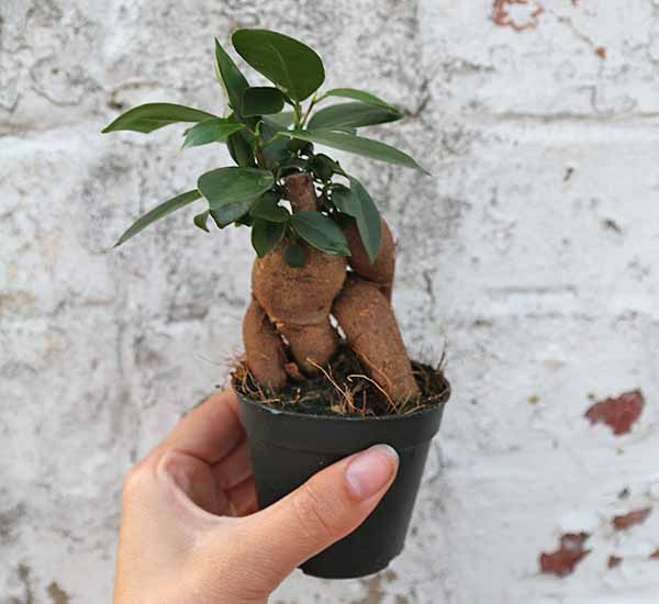 Terrarium Goutte - Ficus ginseng