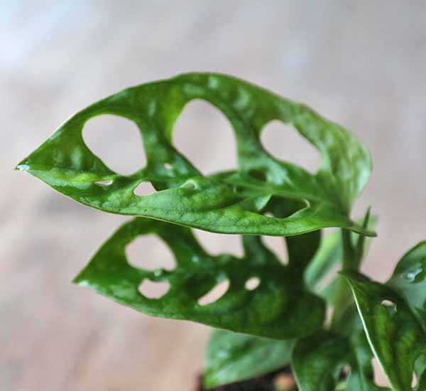 baby monstera