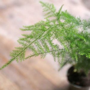 asparagus fern lace fern